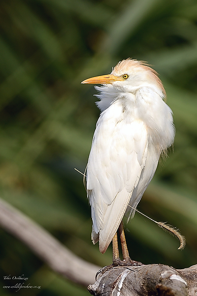 Cattle Egret with grass assegai