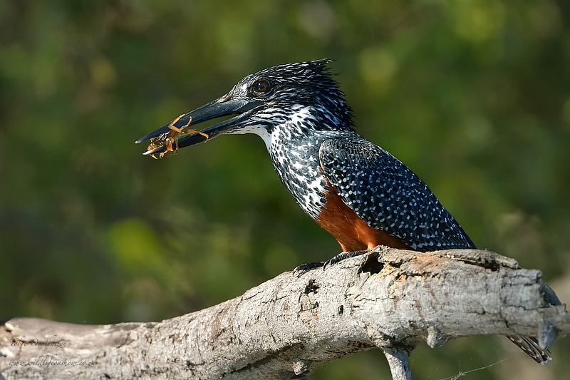 chobe_april2013_01962