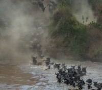 Masai Mara (72 of 75)