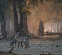 Mana Pools (14 of 24)