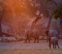 Masai Mara (16 of 17)