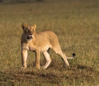 Masai Mara (23 of 75)