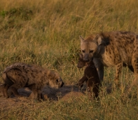 Masai Mara (3 of 75)