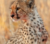 cheetah-cub