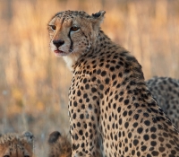 cheetah-female-with-carcass