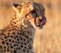 cheetah-licking-lips