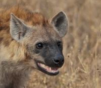 hyena-grin