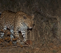 leopard-at-elephant-plains