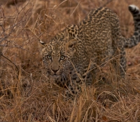 leopard-cub