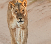 lion-female-walking-in-road