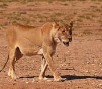 lion-female