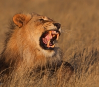 lion yawn